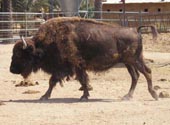 Bison Picture